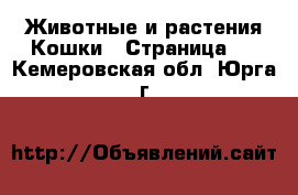 Животные и растения Кошки - Страница 2 . Кемеровская обл.,Юрга г.